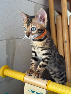 Chaton Bengal Bengal