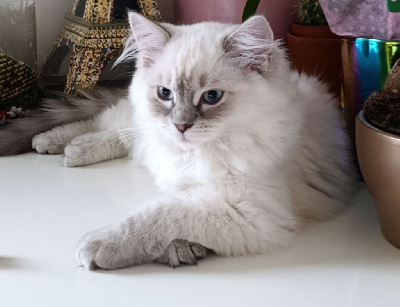 Ragdoll - Magnifiques chatons Ragdoll LOOF - OF THE IMPERIAL RAGS