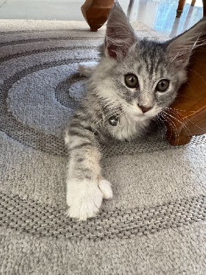 Maine Coon Maine Coon