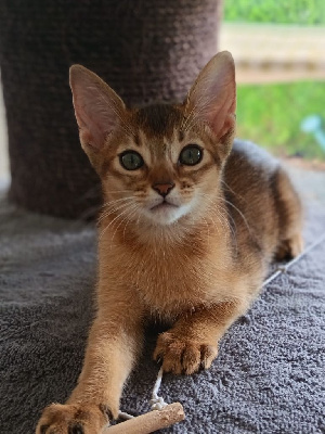 Abyssin - Abyssins - Chatterie de la foret des pumas