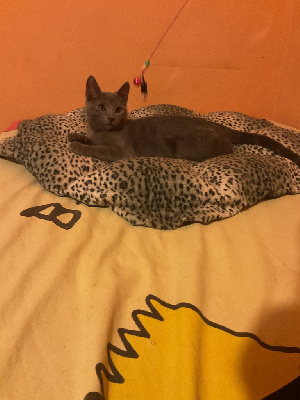 Chatons chartreux Chartreux