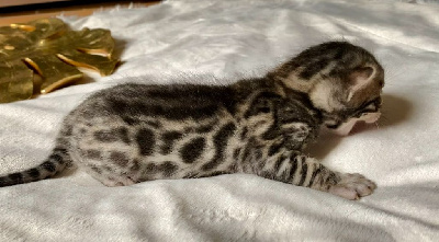Bengal - Magnifiques chatons bengals - Mohan Bengal