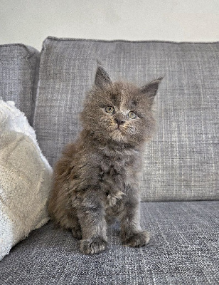 Maine coon LOOF Maine Coon