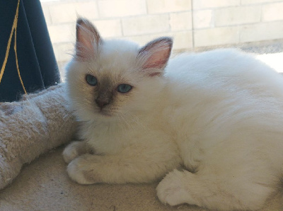 Chatons sacré de birmanie LOOF Sacré de Birmanie
