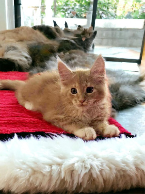 chaton maine coon loof Maine Coon