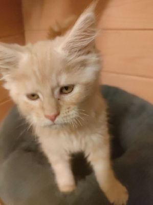 chaton maine coon loof Maine Coon