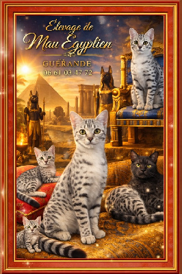Mau Egyptien - Extraordinaires Maus Egyptiens 