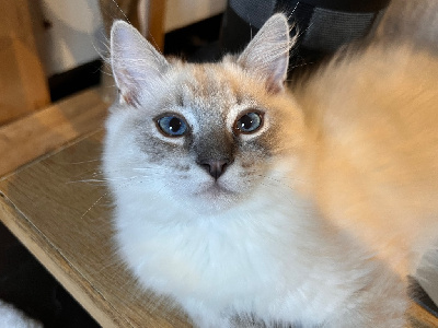 Chatons RAGDOLL pour adoption Ragdoll