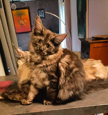 Chaton maine coon loof Maine Coon