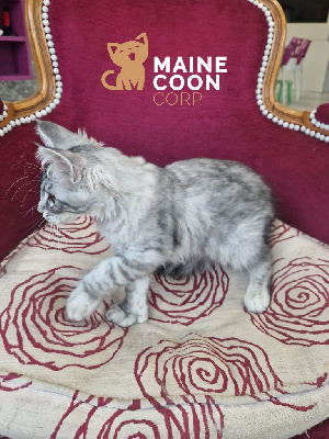 Magnifiques chatons Maine Coon High Silver - lignees shaded rares (Amiens) Maine Coon