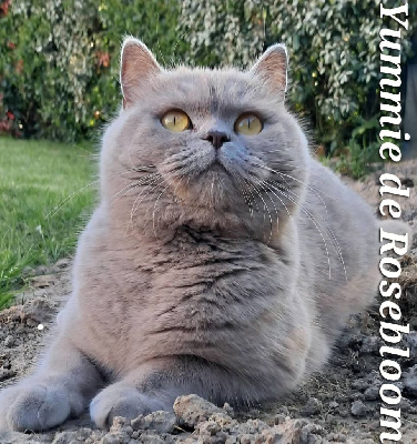Magnifique BRITISH SHORTHAIR loof British Shorthair et Longhair