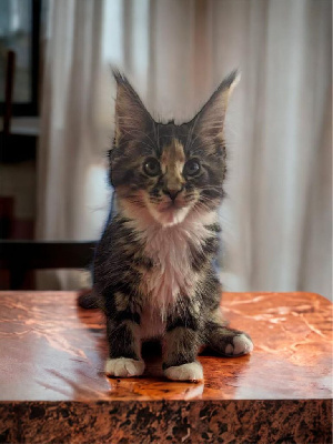 chaton maine coon loof Maine Coon