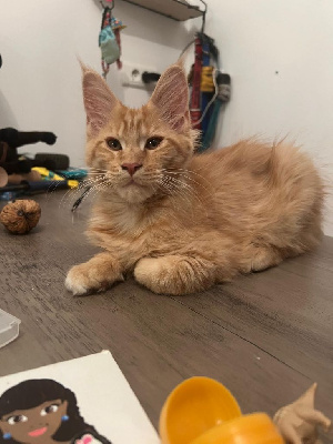 Chatons Maine Coon loof Maine Coon