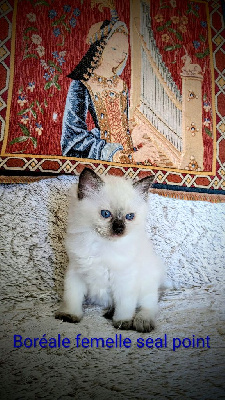 Les licorniaux sont nés au domaine des licornes seal Ragdoll