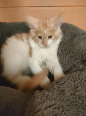 chaton maine coon loof Maine Coon