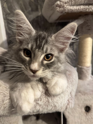 Maine Coon Maine Coon