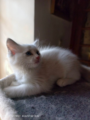 Ragdoll - Adoption chatons Ragdoll LOOF - BTW sweet home