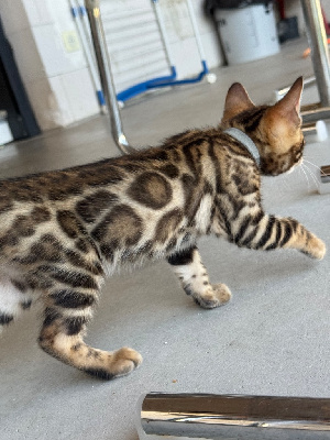 Chaton Bengal Bengal