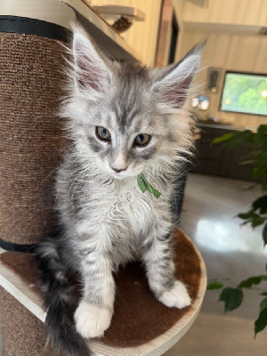 Maine Coon Maine Coon
