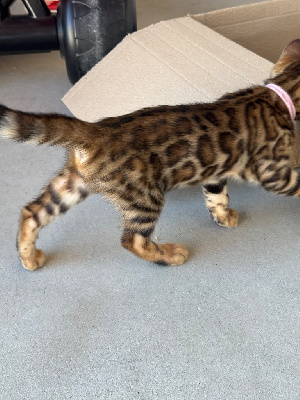 Chaton Bengal Bengal