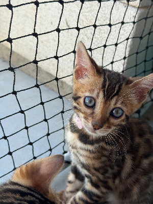 Chaton Bengal Bengal