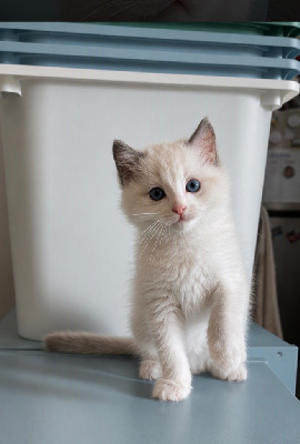 Ragdoll - CHATON RAGDOLL LOOF Blue Bicolore  - Les Chats qui Dansent