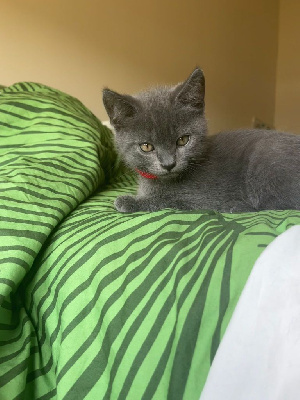 A vendre magnifiques Chartreux Chartreux