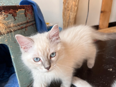 Chatons RAGDOLL pour adoption Ragdoll