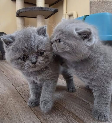 Magnifique BRITISH SHORTHAIR loof British Shorthair et Longhair