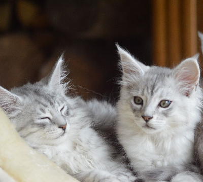 Chatons maine coon Maine Coon