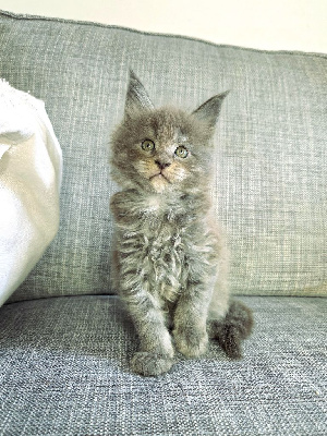 Maine coon LOOF Maine Coon