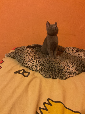 Chatons chartreux Chartreux