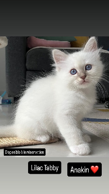Chatons sacré de birmanie LOOF Sacré de Birmanie