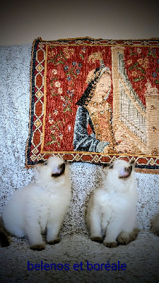 Ragdoll - Les licorniaux sont nés au domaine des licornes seal - Le domaine des licornes seal