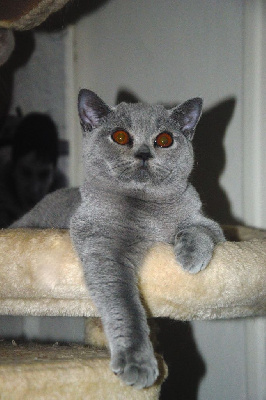 British Shorthair et Longhair - Magnifiques chatons BSH  - Du tendre secret 