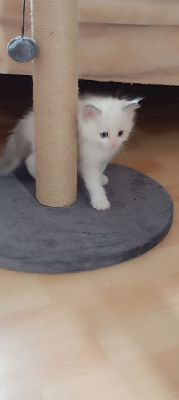 Ragdoll - Chatons Ragdoll 