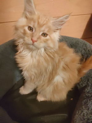 chaton maine coon loof Maine Coon