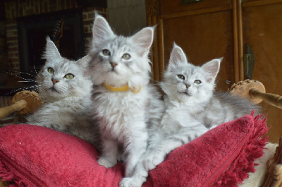Maine Coon - Chatons maine coon - des malmares