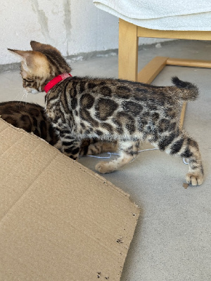 Chaton Bengal Bengal