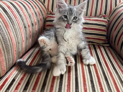 Maine Coon Maine Coon