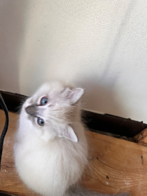Chatons RAGDOLL pour adoption Ragdoll