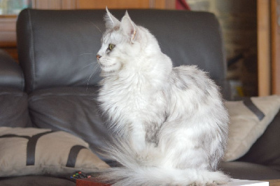 Chatons maine coon Maine Coon