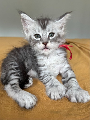 Maine Coon - Maine Coon - des Coons des Sableyes