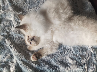 Chatons sacré de birmanie LOOF Sacré de Birmanie