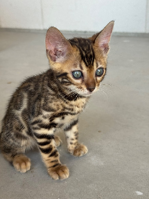 Chaton Bengal Bengal