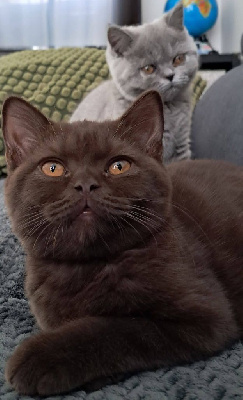 Magnifique BRITISH SHORTHAIR loof British Shorthair et Longhair