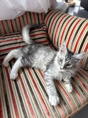 Maine Coon Maine Coon