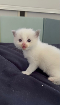 CHATON RAGDOLL LOOF Blue Bicolore Ragdoll
