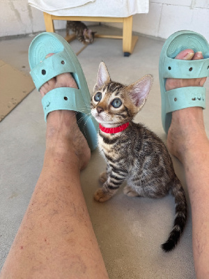 Chaton Bengal Bengal