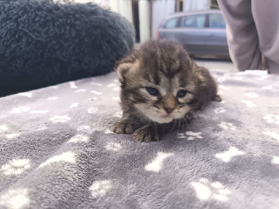 Sib�rien - chatons sibériens de tres belles lignees - de la panelle des coon s